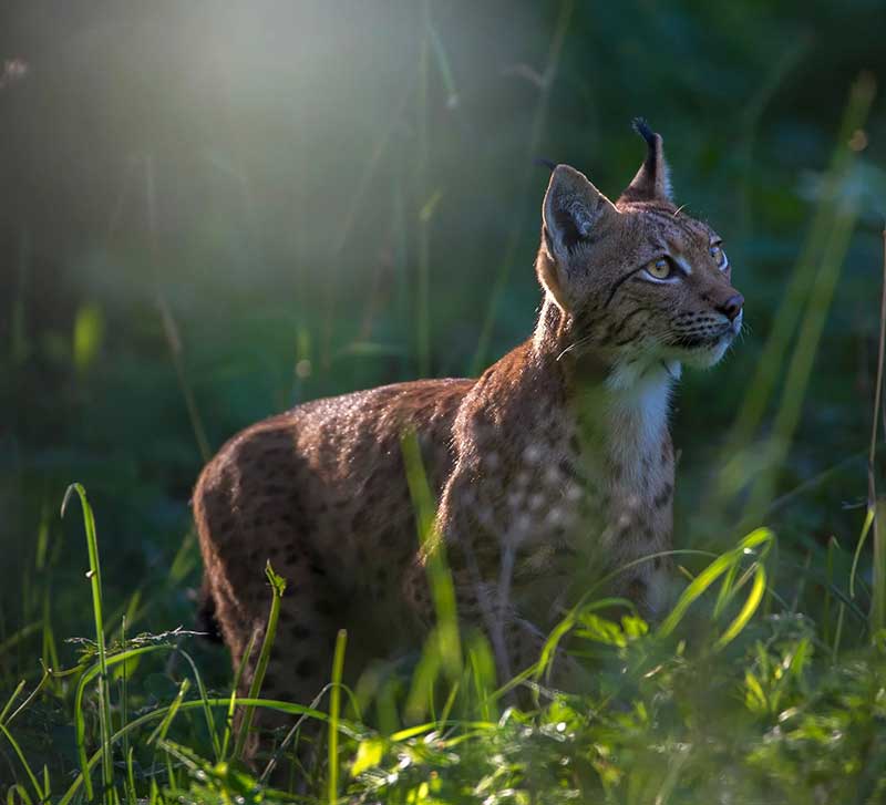 Le Lynx, le plus grand félin d’Europe