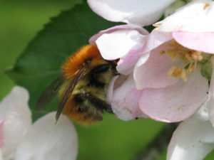 Le jardin au naturel : rencontre avec Vincent Albouy