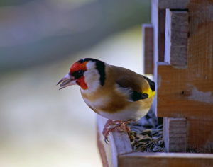 Les chardonnerets élégants