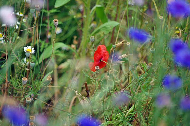 Coquelicots et messicoles