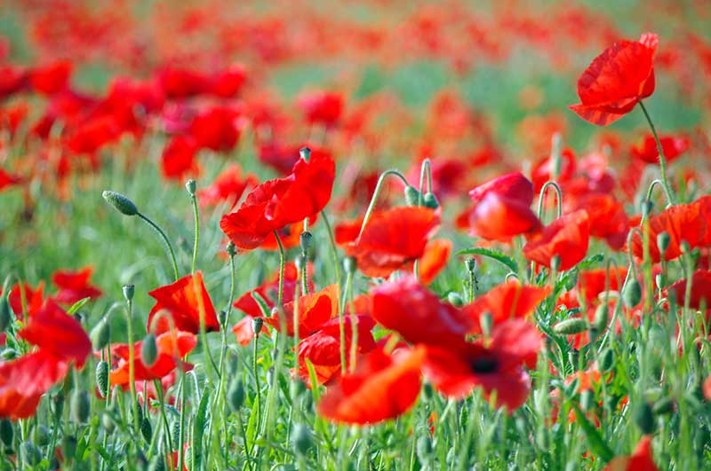 Coquelicots