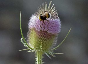 Bourdon sur une fleur