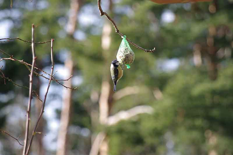 Mésange bleue : attention aux boules de graisses
